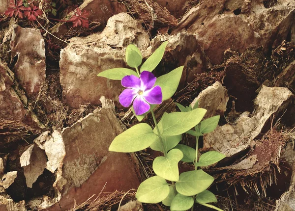 Woody Bark Plant Which Tiny Little Wild Flower Grew — Stock Photo, Image