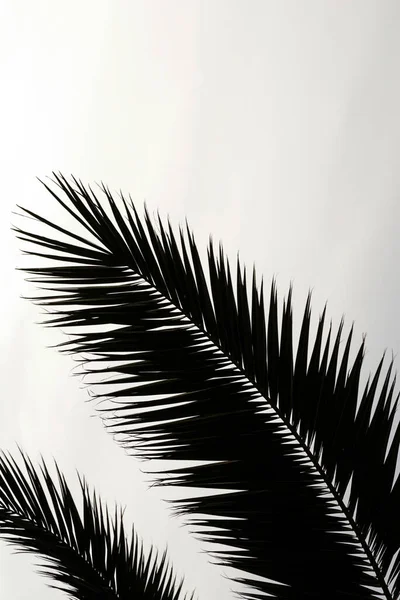 Minimalist Background Black Silhouette Palm Branch Grayish Background Copy Space — Photo