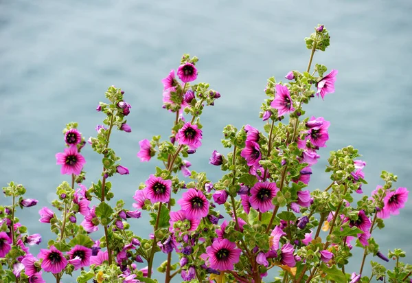 Pink Flowering Twigs Mallow Plant Bluish Blurred Background — Photo