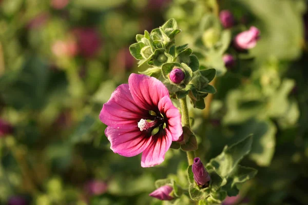 Różowawy Kwiat Pianki Althaea Officinalis Ziarnami Pyłku Kwiatach — Zdjęcie stockowe