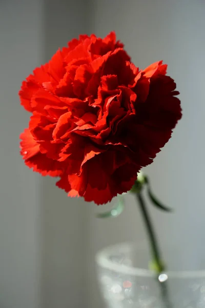 Flor Cravo Vermelho Fundo Embaçado Vista Horizontal — Fotografia de Stock