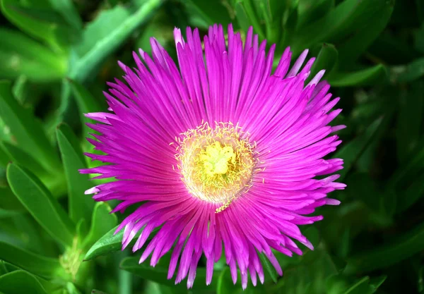 Beautiful Magenta Color Flower Iceplant Latin Name Delosperma Cooperi Plant — Stock Photo, Image