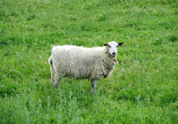 Vilda Får Som Står Grön Äng Den Oförorenade Naturliga Miljön — Stockfoto