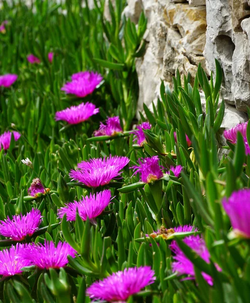 Decorative Succulent Mediterranean Plant Delosperma Iceplant Yard — Stock Photo, Image