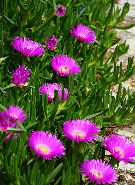 Mediterranean Succulent Plant Delosperma Cooperi Beautiful Pinkish Flowers — Stock Photo, Image