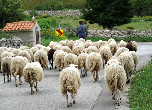 Mandre Kroatien Mai 2021 Schafherde Und Hirte Unterwegs Auf Der — Stockfoto