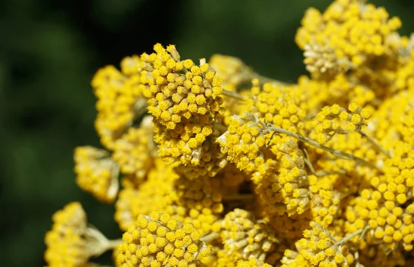 Flores Amarillas Immortelle Hierba Mediterránea Eterna Cerca Con Espacio Para — Foto de Stock