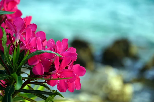 Floraler Hintergrund Mit Rosa Oleanderblüten Auf Dem Zweig Vor Verschwommenem — Stockfoto