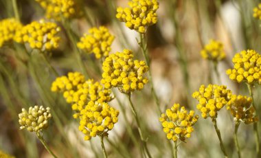 Bahçedeki taze sarı çiçekler, Helichrysum arenyumu arka planı.