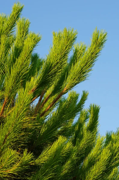 Top Pine Tree Sharply Green Needle Twigs Blue Sky Background — Stock Photo, Image