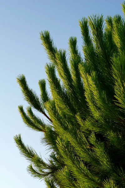 Branches Smelling Green Pine Tree Sunset Blue Sky Background — Stock Photo, Image
