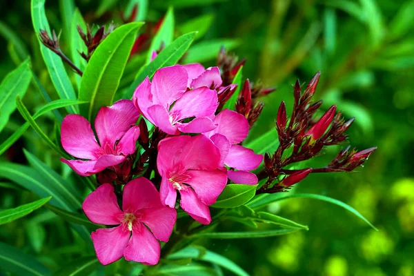 Beautiful Oleander Nerium Vibrant Pinkish Flower Buds Green Leaves Background — Stock Photo, Image