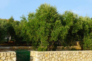 Arkasında zeytin koruluğu olan kuru taş duvar çiti.