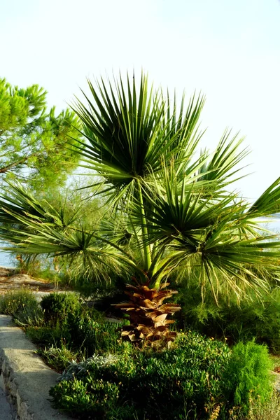 Decoratieve Boom Van Mediterrane Waaierpalm Natuurlijke Omgeving Aan Zee — Stockfoto