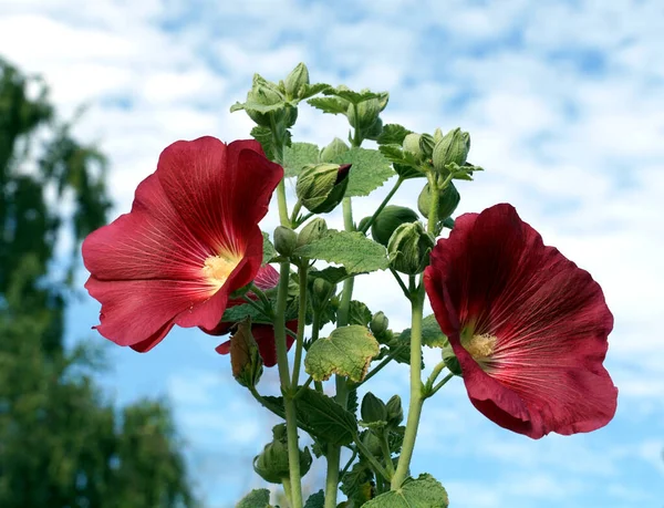 Dwa Piękne Czerwone Kwiaty Kształcie Dzwonu Dzikiej Rośliny — Zdjęcie stockowe