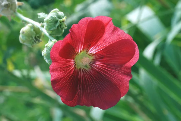 Wild Red Flower Garden Close View Green Background — Stock Photo, Image