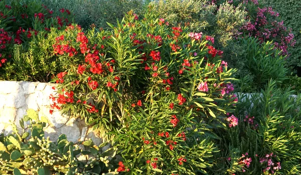 Diverses Herbes Fleurs Méditerranéennes Colorées Odorantes Dans Paysage Rustique — Photo