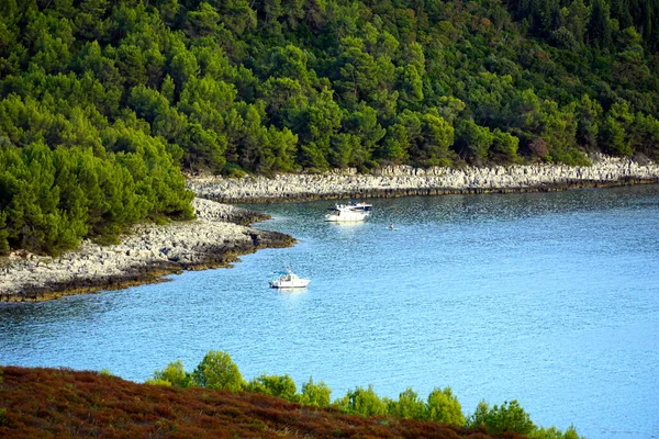 Bella Vegetazione Mediterranea Sempreverde Nella Baia Del Mare Con Acqua — Foto Stock