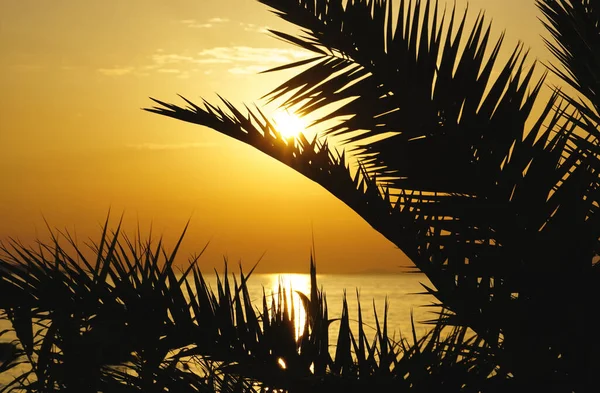 Seelandschaft Bei Sonnenuntergang Hinter Der Silhouette Von Palmblättern Bei Sonnenuntergang — Stockfoto