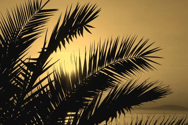 Image Ton Couleur Beige Avec Silhouette Branches Palmier Arecaceae Noires — Photo
