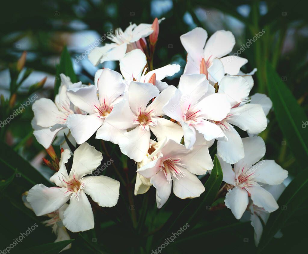 White gentle flowering branch of oleander nerium plant
