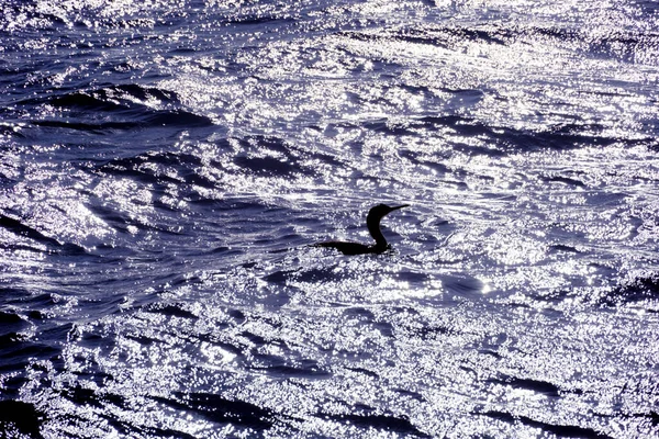 侵入者を見つける 波打つ海水の青と輝く表面に緑の鳥のシルエット — ストック写真
