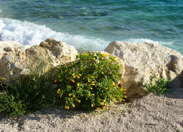 Coastal Wild Plants Yellow Flowers Grow Rock Sea — Stock Photo, Image