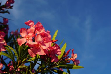 Mavi gökyüzünün önünde turuncu çiçeklerle çiçek açan Neryum zakkum ile doğa arkaplanı