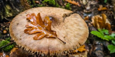 Yağmur ormanlarında yenilemez mantarlar