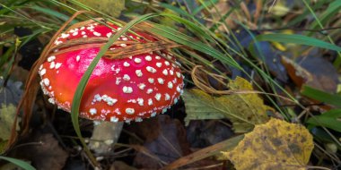 Yağmur ormanlarında yenilemez mantarlar