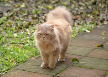Sonbahar caddesinde bir İran kedisinin portresi