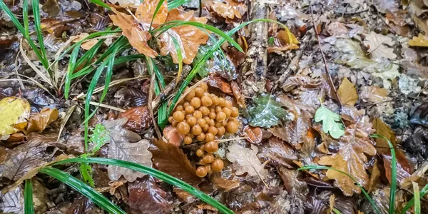 Cogumelos Irreversíveis Floresta Chuvosa — Fotografia de Stock