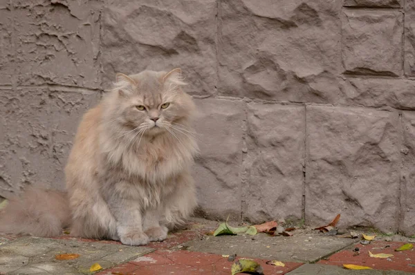 Retrato Gato Persa Uma Rua Outono — Fotografia de Stock