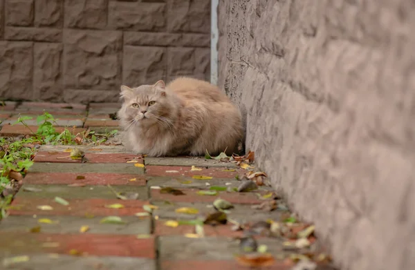 Retrato Gato Persa Uma Rua Outono — Fotografia de Stock