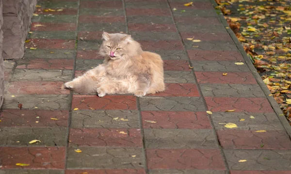 Portrait Chat Persan Dans Une Rue Automne — Photo