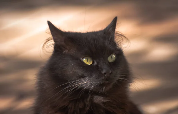 Пухнаста Темно Кольорова Кішка Осінньому Подвір — стокове фото
