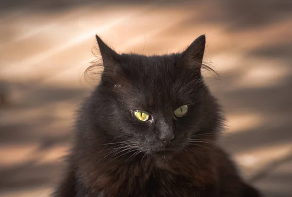 秋の庭でふわふわの濃い色の猫 — ストック写真