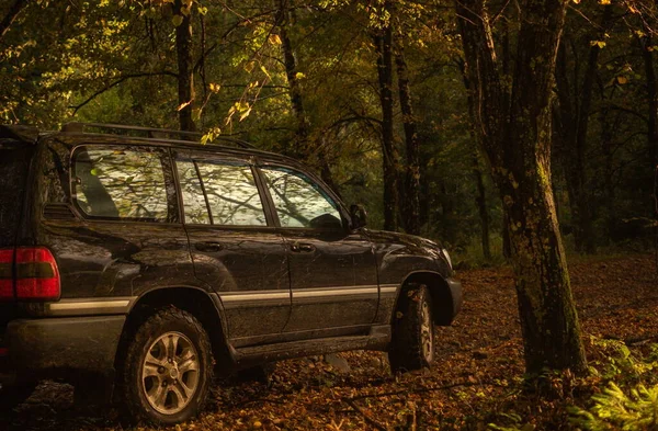 Suv Een Berg Herfst Woud — Stockfoto