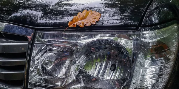 Oak Leaves Rain Hood Suv — Stock Photo, Image