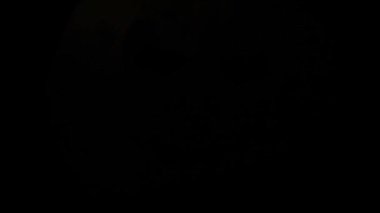 Cadılar Bayramı tatilinde komik balkabağı