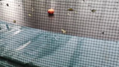 Yağmurda yapayalnız bir elma boş bir trambolinde