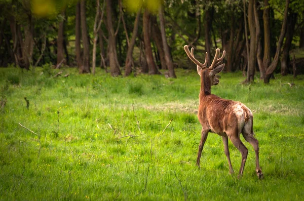 Paisagem Intitulada Futuro Líder — Fotografia de Stock