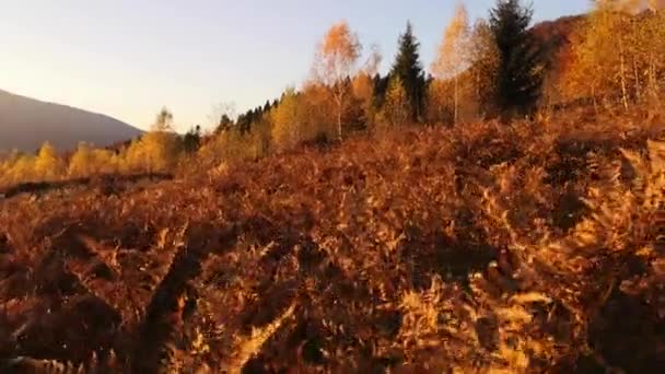 日落时分喀尔巴阡山的秋天风景 — 图库视频影像