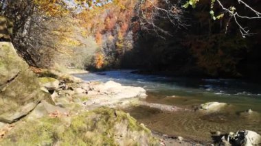 Güneşli bir sonbahar gününde bir dağ nehrinin manzarası