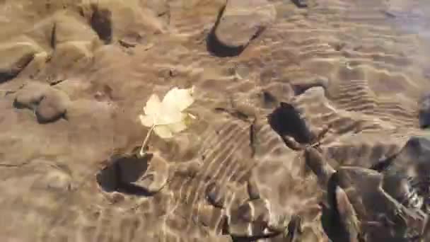 Una Hoja Flota Agua Clara Río Montaña — Vídeo de stock