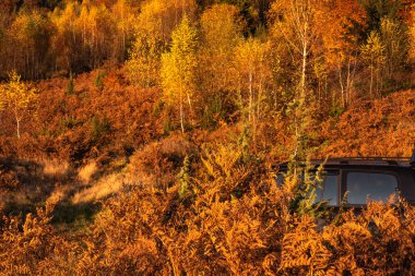 SUV sonbaharda Karpatlar 'da seyahat eder.