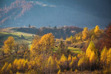 Sunny Transcarpathian başlıklı manzara 