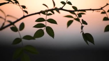 Sonbaharda bir tarlada gün batımı Karpatlar