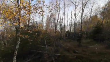 SUV sonbaharda Karpatlar 'da seyahat eder.