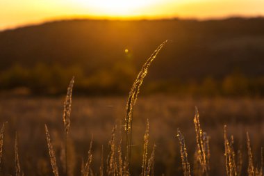 Sonbaharda bir tarlada gün batımı Karpatlar